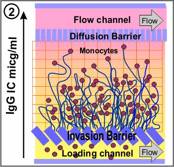 CELARTIA-PETAKA試驗(yàn)遷移微孔2